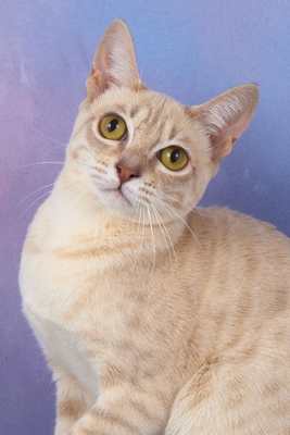 Australian Mist Cat
