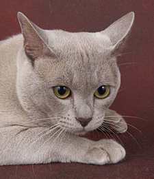 Katsacute Dream - beautiful Burmese cat