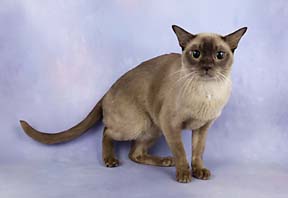 Chocolate Champion burmese cat