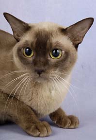 Chocolate champion burmese cat