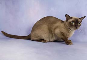 Chocolate champion Burmese cat