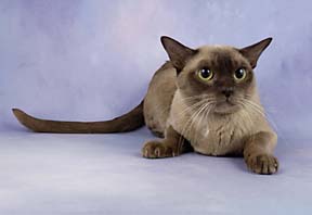 Champion Chocolate Burmese kittens