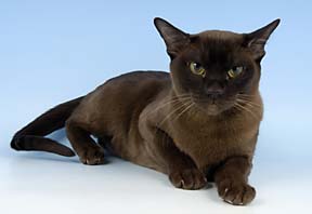 Brown Burmese champion