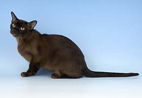 Brown Burmese champion