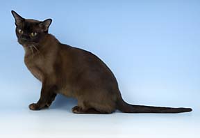 Brown Burmese champion