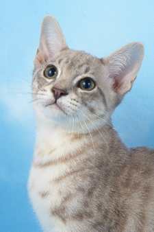 Australian Mist Cat Kitten