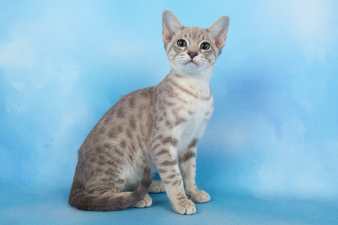Australian Mist kitten